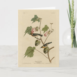 Carte Paruline à poitrine large - Audubon's Birds of Ame