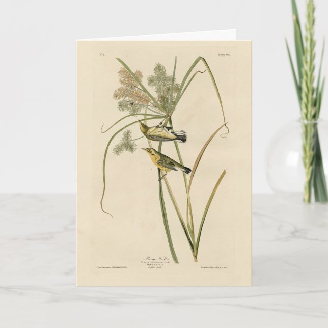 Carte Paruline des Prairies d'Audubon's Birds of America (Devant)
