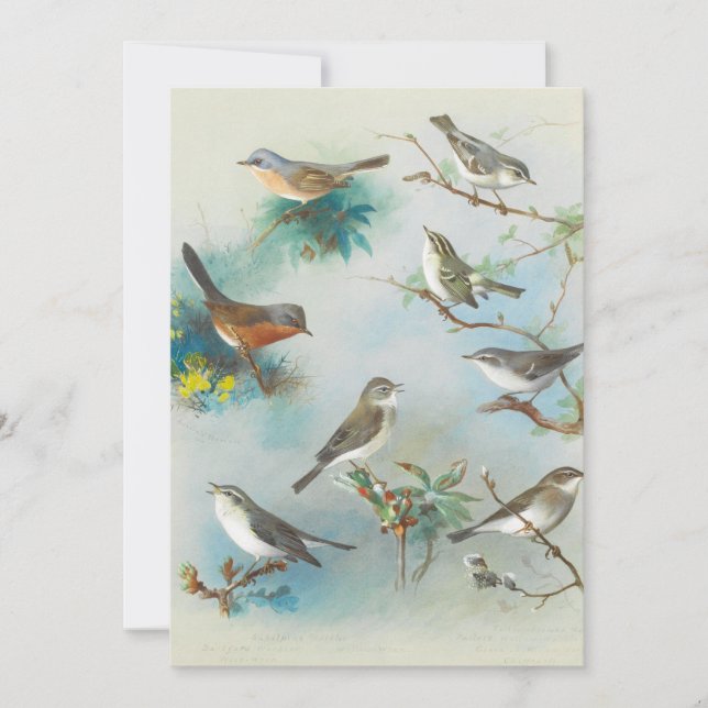 Carte Paruline et Wrens, (Devant)