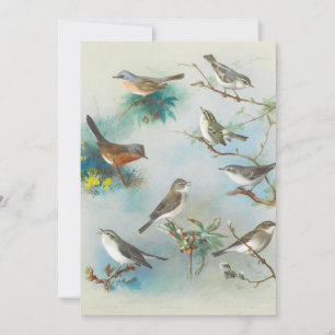 Carte Paruline et Wrens,