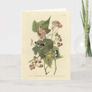 Carte Parulines jaunes et noires Audubon's Birds of Amer