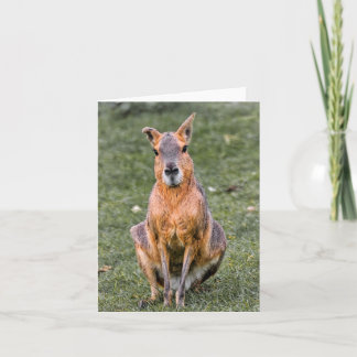 Carte Patagonian Mara