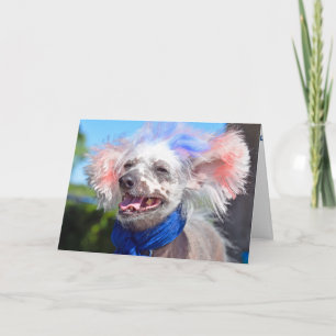 Carte Patriotic Chinese Crested hairless dog