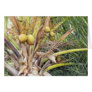 Carte Paul McGehee "Coconuts"
