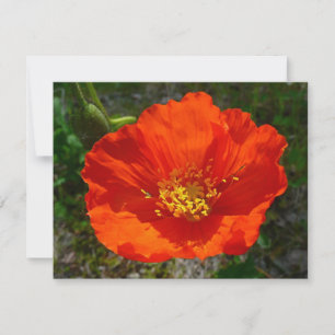 Carte Pavot rouge de l'Alaska Fleur colorée