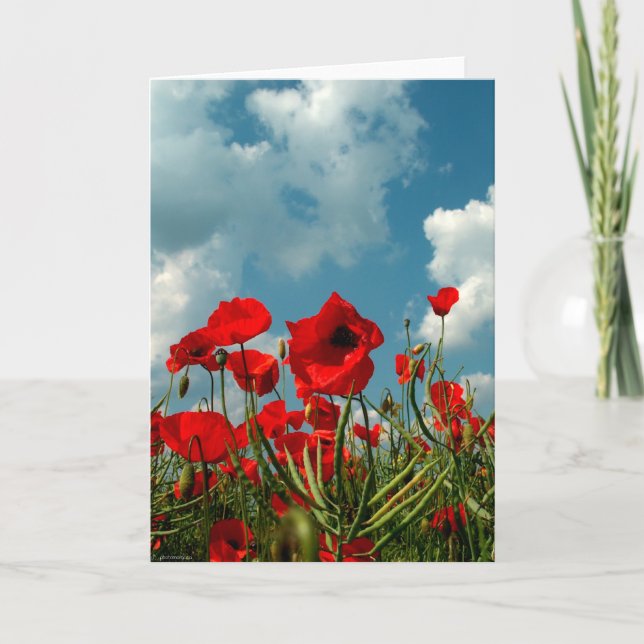 Carte Pavots (Devant)
