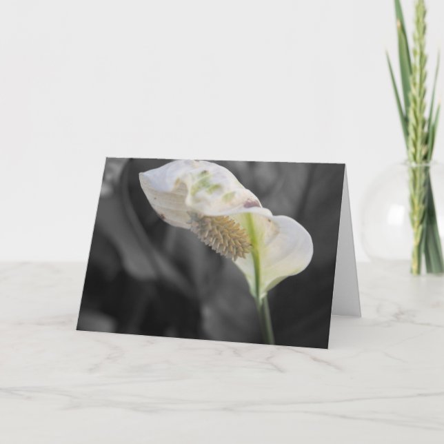 Carte Peace Lily Photo "Joyeux anniversaire !" (Devant)