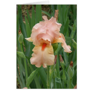 carte - Peach Iris