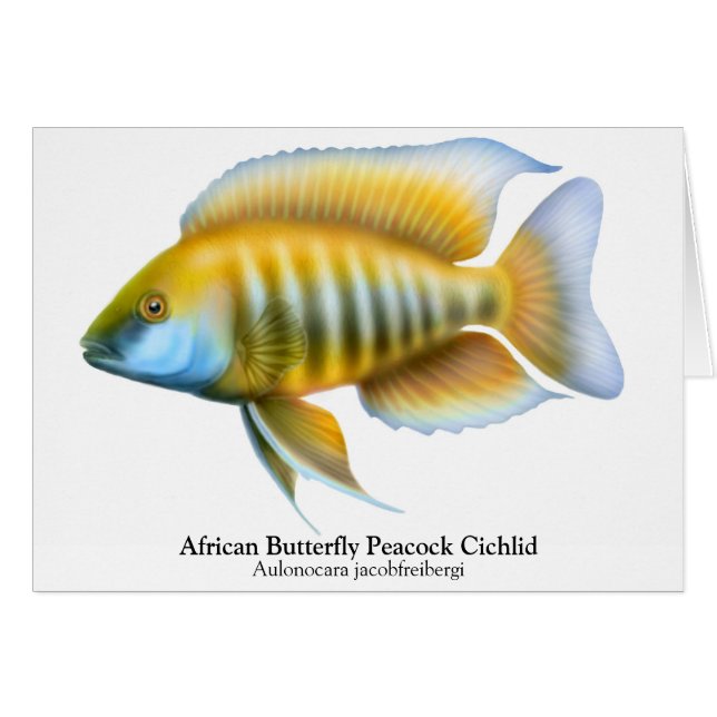 Carte Peacock Cichlid Aulonocara jacobfreibergi (Devant horizontal)