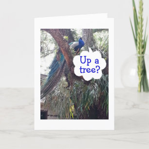 CARTE PEACOCK DEMANDE SI VOUS ÊTES EN HAUT D'UN ARBRE PL