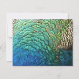 Carte Peacock Plumes I Colorful Abstrait Nature Design