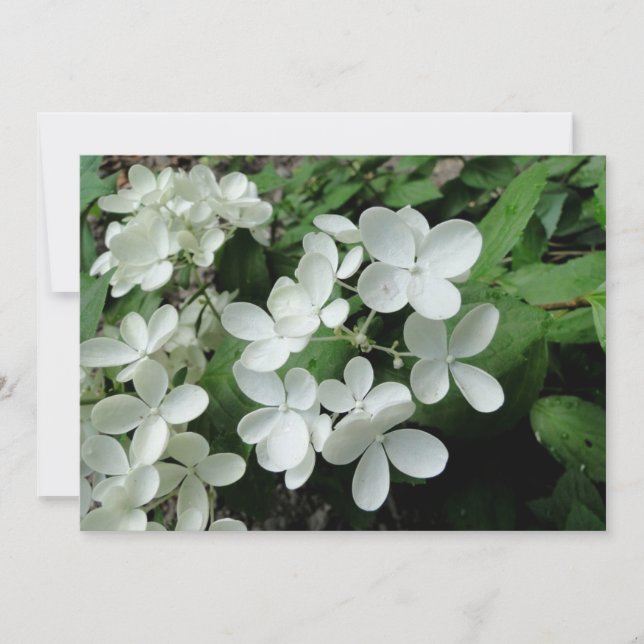 Carte Pee Gee Hydrangea Fleurs Monogrammes Nota Vierge (Devant)