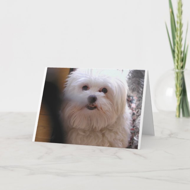 CARTE PEEWEE (Devant)