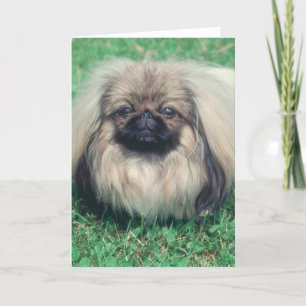 Carte Pekingese