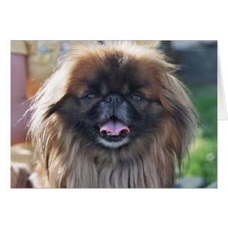 Carte Pekingese