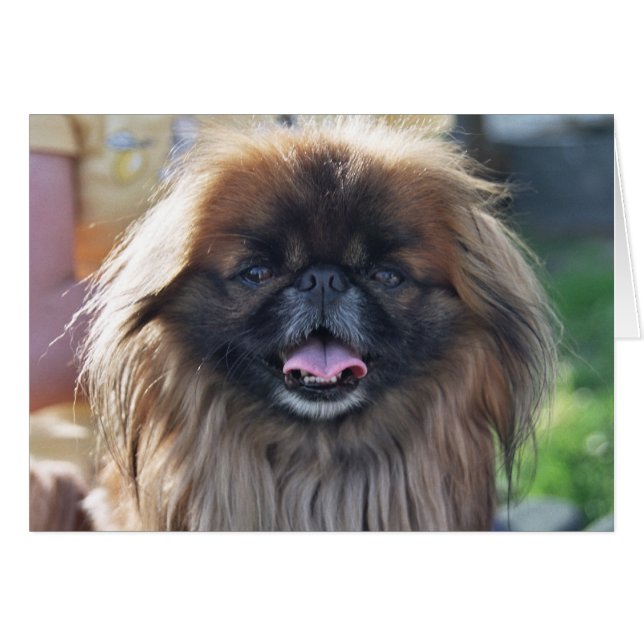 Carte Pekingese (Devant horizontal)