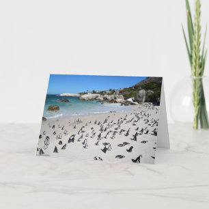 Carte Penguins Boulders Beach   South Africa