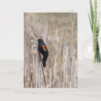 penser à vous-rouge merle à ailes sur herbe sèche