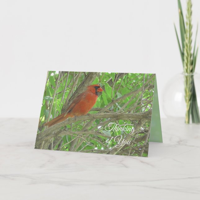 Carte Pensez à vous | Cardinal assis sur la branche de l (Devant)
