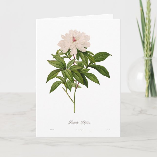 Carte Peonia albiflora (Devant)