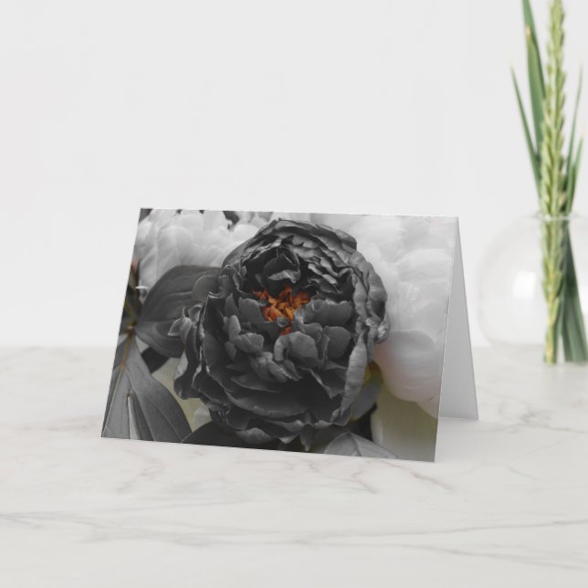 Carte Peonies / Couleur isolée (Devant)