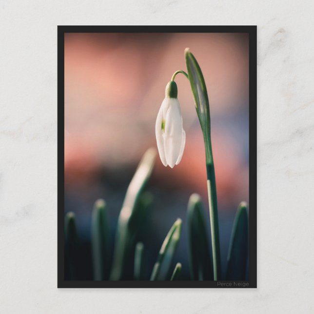 Carte Perce Neige (Devant)