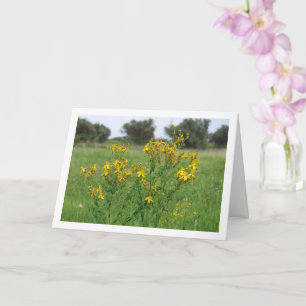 Carte Perforate St John's-Wort Flower Plante