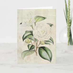 Carte Perle botanique vintage Camellia