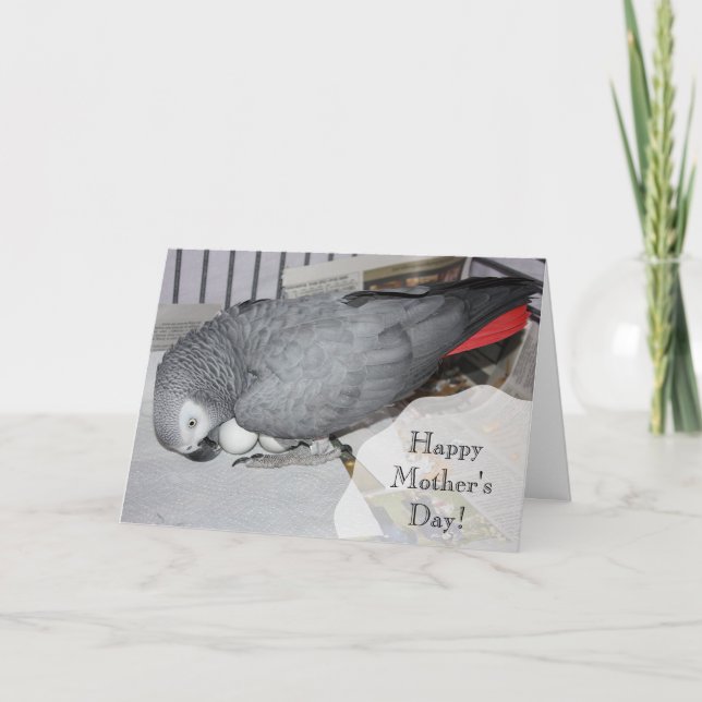 Carte Perroquet gris africain assis sur des oeufs (Devant)