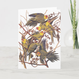 Carte Perruche de Caroline d'Audubon