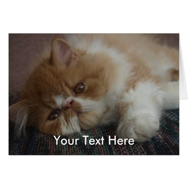 Carte persane de chaton (Devant horizontal)