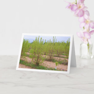 Carte Persimmon Tree in Spring Card