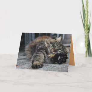 Carte personnalisable de chaton Maine Coon mignon