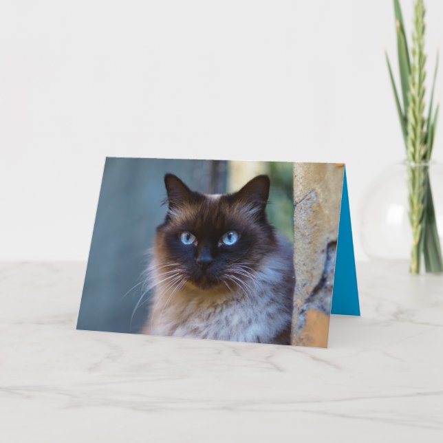Carte personnalisable de chaton siamois mignon (Devant)