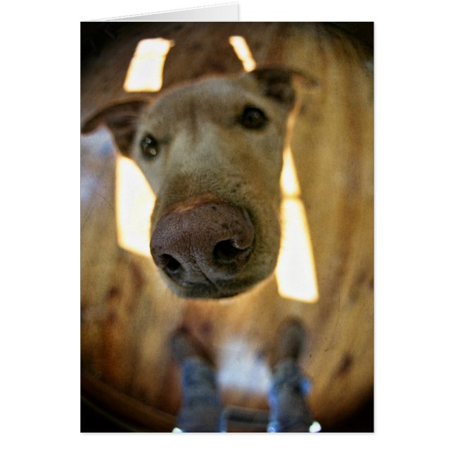 Carte personnalisable de noeud de chien (Devant)