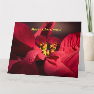 Carte Personnaliser les poinsettites rouges de Noël en f