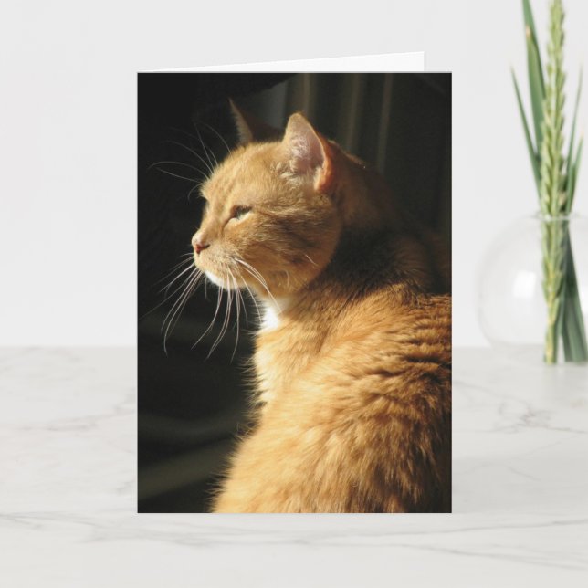 Carte Perte d'animal familier… (Devant)