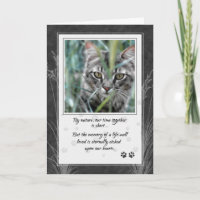 Perte de chat gris Tabby Pet Sympathie