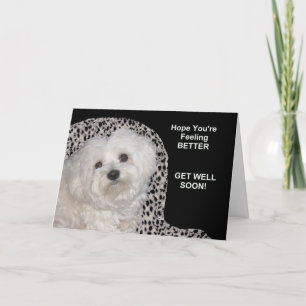 Carte Pet (maltais) Get Well Bientôt Card sur Black/Whit