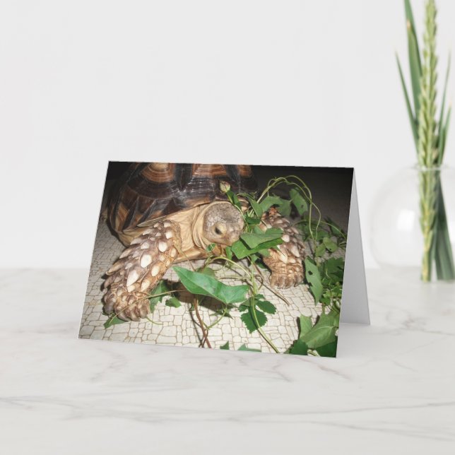 Carte Pet Sulcata Tortoise Munching Leaves (Devant)