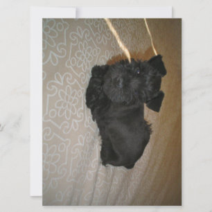 Carte petit chiot schnauzer