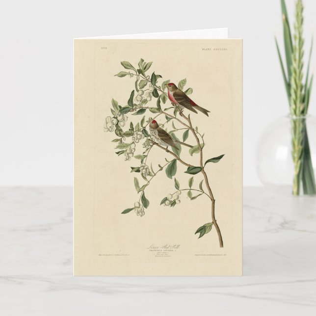 Carte Petit (commun) Red-Poll, Audubon Birds of America (Devant)