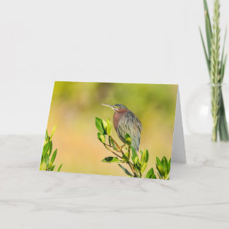 Carte Petit héron vert
