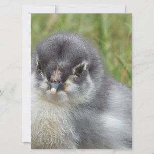Carte petit poulet mignon