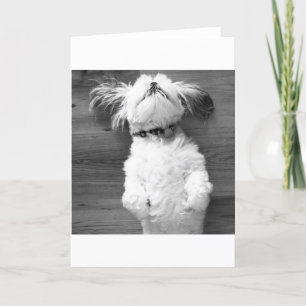 Carte Petit somme de Shih Tzu