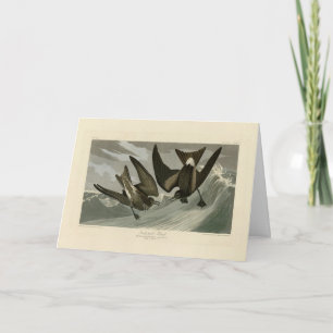 Carte Petit tonneau à queue fourche d'Audubon's Birds of