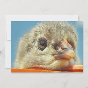 Carte petite chope de poulet heureuse