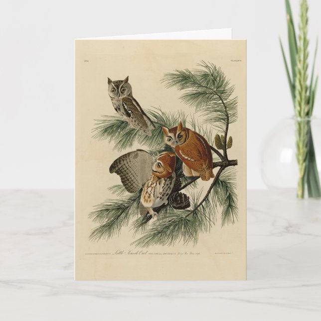 Carte Petite chouette à cris des oiseaux d'Amérique d'Au (Devant)