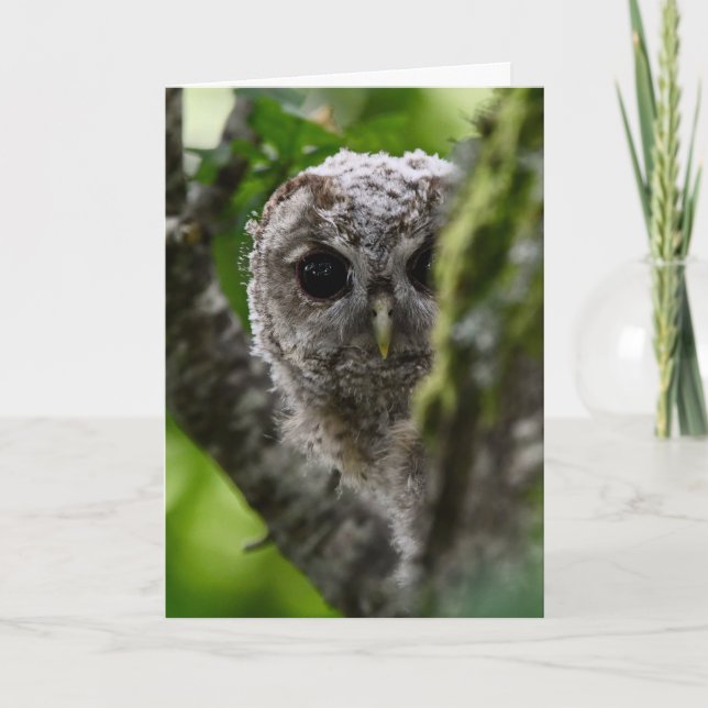 Carte Petite chouette tawny (Devant)