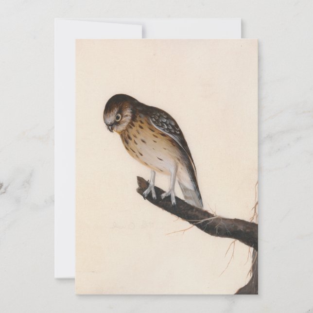 Carte Petite chouette | William Lewin (Devant)